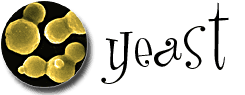Yeast